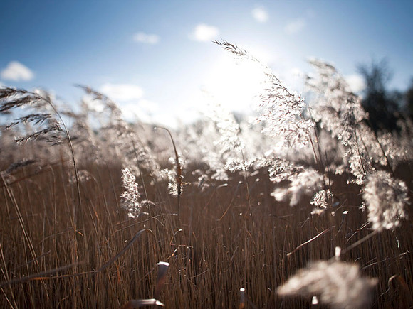 V4D6 Reeds