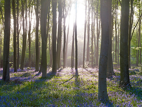 V7F21  Bluebells, Micheldever Wood, Hampshire, UK